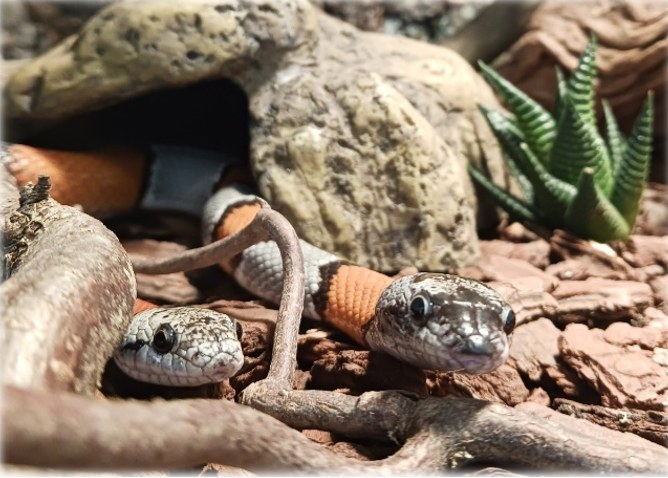 Terrarien