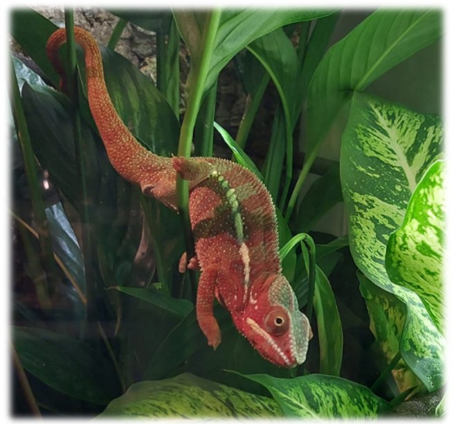 Terrarien